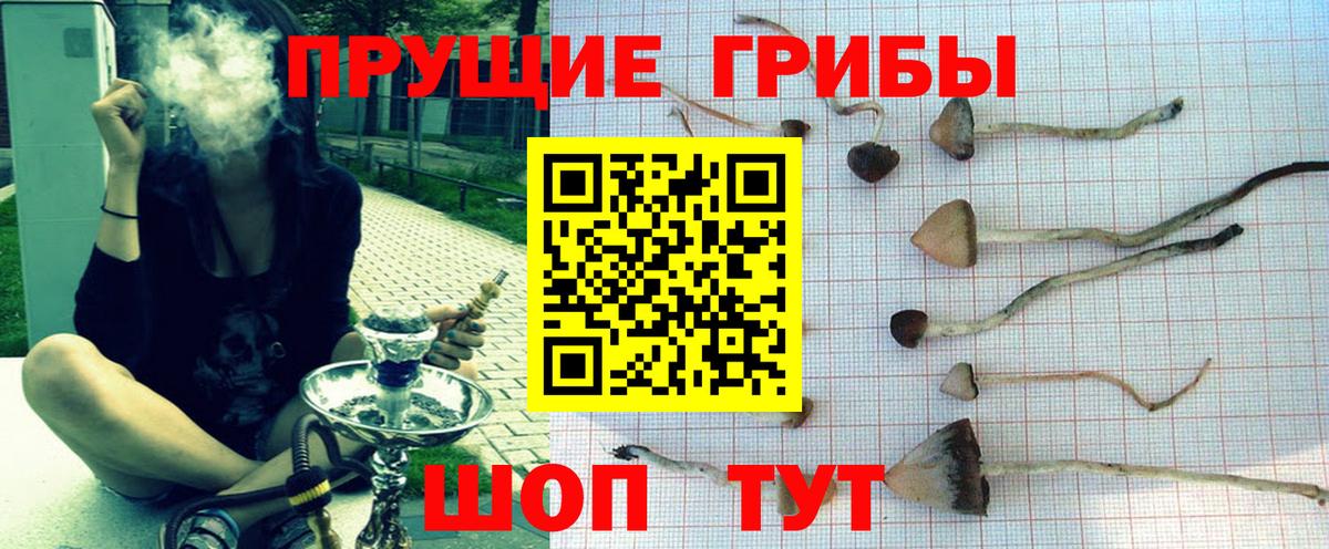 Галлюциногенные грибы Psilocybe Нижневартовск